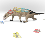 Reconstruction of Thrinaxodon; fossil bones came from the Early Triassic, 251-241 million years ago.